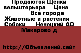 Продаются Щенки вельштерьера  › Цена ­ 27 000 - Все города Животные и растения » Собаки   . Ненецкий АО,Макарово д.